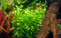Preview: Lindernia rotundifolia - weißgestreiftes rundblättriges Büchsenkraut